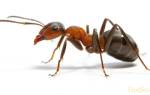 Чем вывести рыжих муравьев