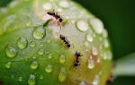 Как разводить муравьев в домашних условиях
