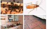 Как морить тараканов в квартире