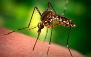 Как избежать укуса кровососущих насекомых комары мошки мокрецы слепни