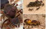 Как избавиться от муравьев в песочнице