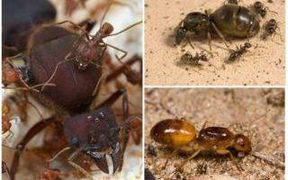 Как избавиться от муравьев в песочнице