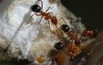 Чем питаются матки муравьев