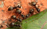 Чем полезны муравьи на даче