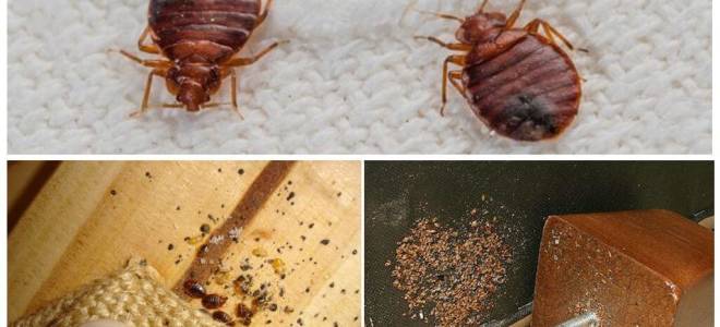 Как выглядят мебельные клопы и откуда они появляются