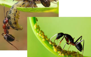 Чем кормить муравьев в домашних условиях