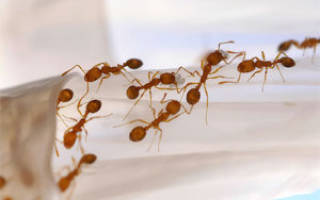 Нашествие муравьев в доме что делать