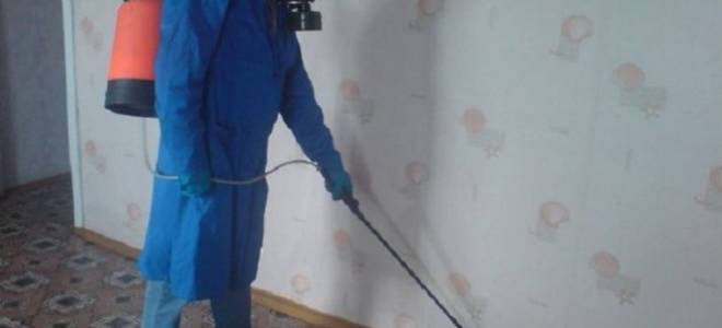Чем травить клопов в квартире самостоятельно