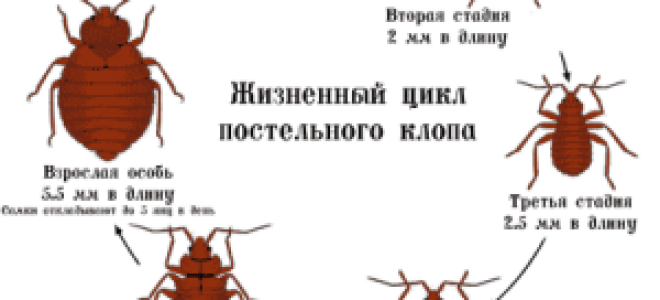 Как обработать дом от клопов самостоятельно