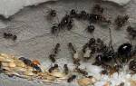 Как избавиться от самок муравьев в доме