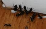 Как избавиться от муравьев в бревнах бани