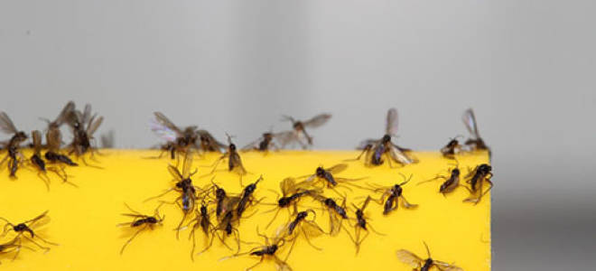 Чем полить рассаду от мошек дома