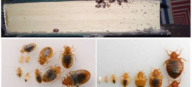 Как выглядят личинки клопов