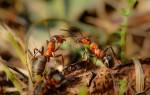 Как бороться с черными муравьями в огороде
