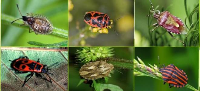 Как избавиться от клопов на смородине