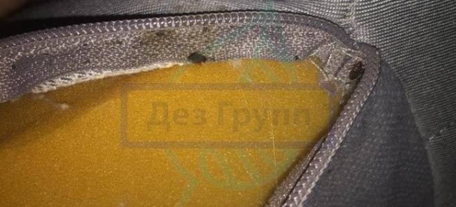 Как уничтожить клопов