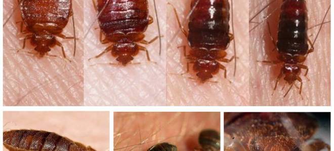 Чем питается клоп