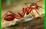 Чем отличаются красные муравьи от черных