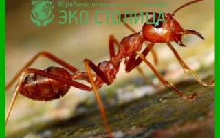 Чем отличаются красные муравьи от черных