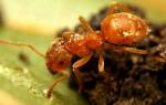 Как избавиться от желтых муравьев
