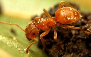 Как избавиться от желтых муравьев в доме
