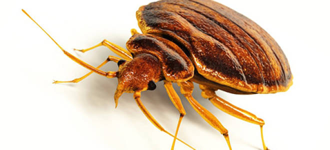 Откуда появляются клопы в настоящее время и как переносятся