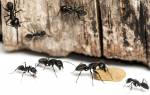 Как избавиться от муравьев во дворе