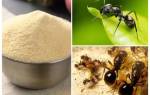 Манка и муравьи как она уничтожает
