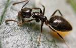 Как вызвать сэс для уничтожения муравьев