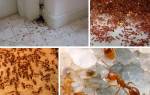Чем в домашних условиях вывести муравьев