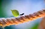 Чем полезны в природе муравьи