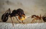 Японикус муравей чем кормить