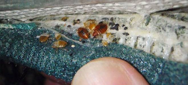 Как долго живут клопы