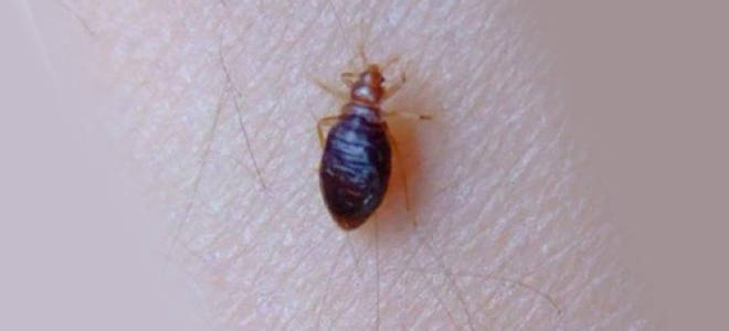 От чего появляются клопы в диване