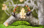 Чем питаются муравьи в домашних условиях