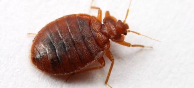 Запах клопов чем пахнет