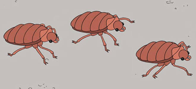 Как обработать диван в домашних условиях от клопов