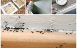 Чем травить муравьев