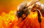 Последствия укуса пчелы