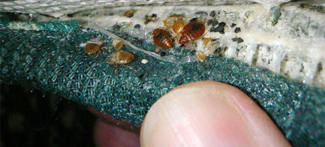 Как в доме появляются клопы