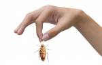 Виды тараканов в квартире и как с ними бороться