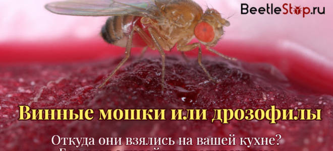 Винные мошки как появляются