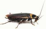 Чем отличаются черные тараканы от рыжих