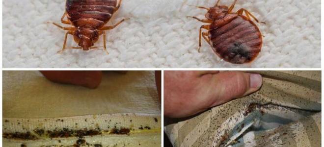 Как уничтожить клопов в диване