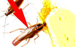 Тараканы как от них избавиться в домашних условиях