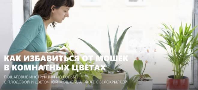 Что делать если мошки появились в цветах
