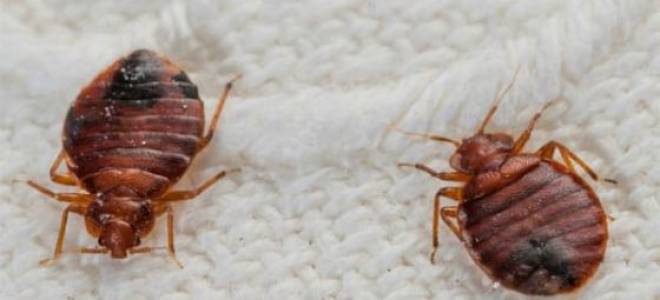 Клопы домашние постельные как избавиться