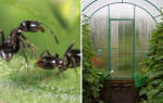 Как избавиться от муравьев в теплице без вреда для растений