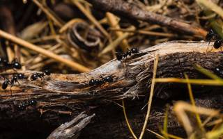 Как истребить муравьев на участке