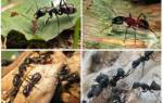 Как избавиться от муравьев в деревянном доме